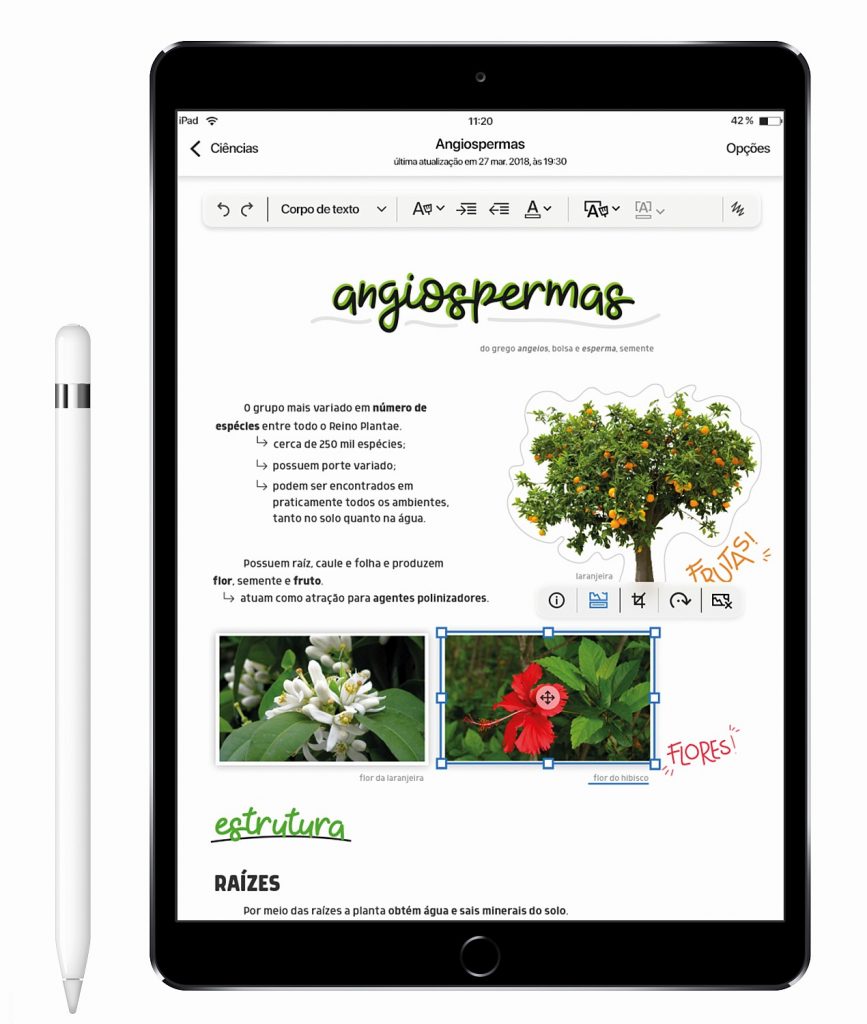 Binder – Resumos e Mapas Mentais